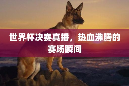 世界杯决赛真播，热血沸腾的赛场瞬间