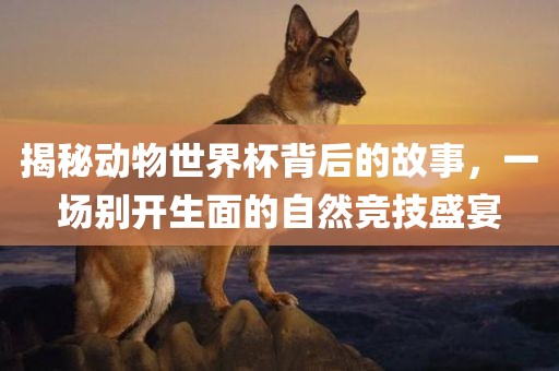 揭秘动物世界杯背后的故事，一场别开生面的自然竞技盛宴