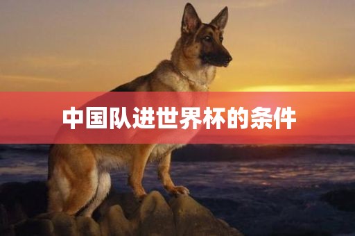 中国队进世界杯的条件金炬实业股份有限公司